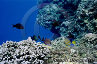 : Pygoplites diacanthus; Regal Angelfish;