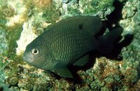 : Stegastes dorspunicans; Dusky Damselfish