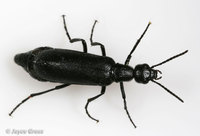 : Epicauta puncticollis