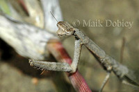 : Hoplocorypha sp.; Naivasha Grass Mantis