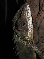 : Gonocephalus robinsonii; Robinson's Crested Lizard