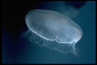 : Aurelia aurita; Moon Jellyfish