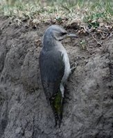 Grey-headed Woodpecker