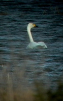 Tundra Swan - Cygnus columbianus bewickii - Cisne chico - Cigne petit