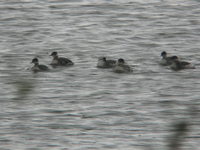 Podiceps nigricollis Black-necked Grebe ハジロ カイツブリ