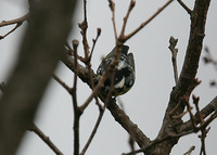 노랑배진박새 Yellow-bellied Tit