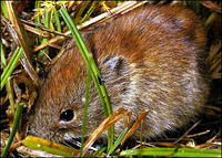 Northern Red-Backed Vole  Clethrionomys rutilis