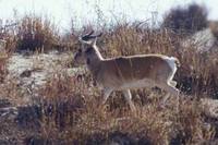 푸스고와 Przewalski's Gazelle (Procapra przewalskii)