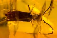 Elaphidion inclusum
