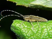 Agapanthia villosoviridescens - Golden-bloomed Grey Longhorn