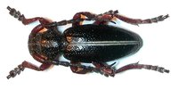 Dorcadion pedestre kaszabi