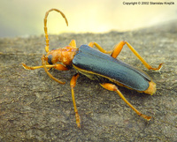 Rhamnusium bicolor m. gracilicorne