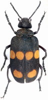 Tetraonyx sexguttatus