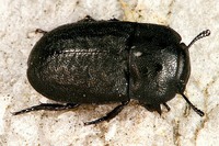 Melanimon tibiale