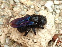 Xylocopa valga