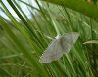 Cabera pusaria - Common White Wave