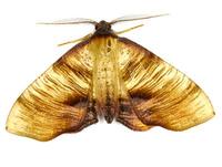 Plagodis dolabraria - Scorched Wing