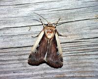 Ochropleura plecta - Flame Shoulder