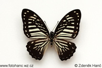 Graphium macareus palawanicola