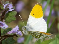 Anthocharis cardamines - Orange Tip