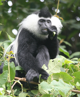 Angolan colobus (Colobus angolensis)