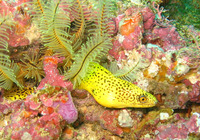 Gymnothorax miliaris, Goldentail moray: fisheries, aquarium