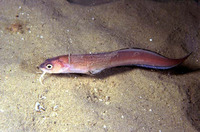 Ophidion barbatum, Snake blenny: