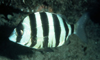 Diplodus cervinus cervinus, Zebra seabream: fisheries, gamefish