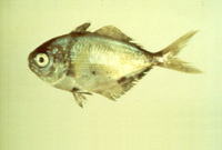 Psenes cyanophrys, Freckled driftfish: