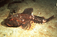 Myoxocephalus polyacanthocephalus, Great sculpin: fisheries