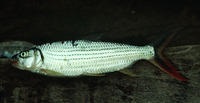 Hydrocynus vittatus, Tiger fish: fisheries, gamefish