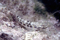 Bathygobius casamancus, :
