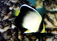 Apolemichthys xanthurus, Yellowtail angelfish: aquarium