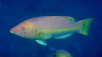 Bodianus scrofa, Barred hogfish: fisheries