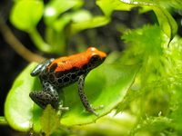 Dendrobates reticulatus