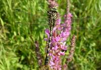 Onychogomphus uncatus