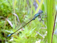 Ischnura elegans - Blue-tailed Damselfly