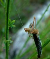 Tylopsis lilifolia
