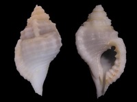 Cymatium corrugatum