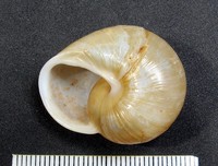 Zachrysia guanensis costulata