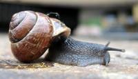 Arianta arbustorum - Copse Snail