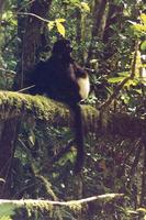 Image of: Propithecus edwardsi (Milne-Edward's sifaka)