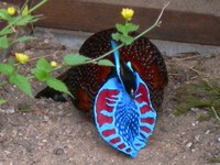 Tragopan temminckii - Temminck's Tragopan