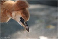 Balearica regulorum - Grey Crowned-Crane