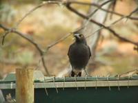 Strepera versicolor - Grey Currawong