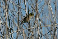 Zosterops lateralis - White-eye