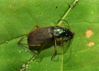 Image of: Chlaenius