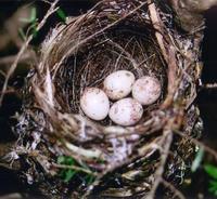 Image of: Dendroica caerulescens (black-throated blue warbler)