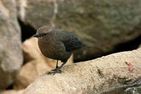 Image of: Euphagus cyanocephalus (Brewer's blackbird)