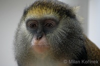 Cercopithecus campbelli - Campbell's Monkey